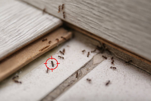 Best Termite Control Services  in Nett, MO